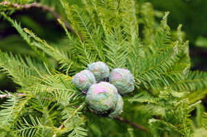 American Bald Cypress Fruit